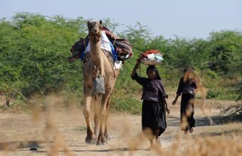 Gujarat's Pastoral Nomads Face Disconnection from Traditional Grazing Grounds