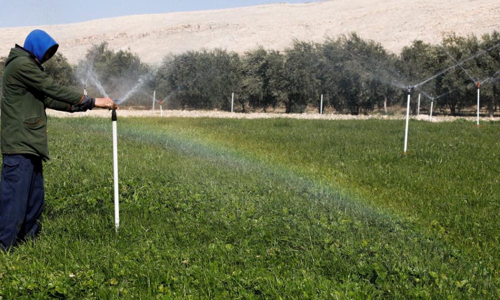 Harnessing Agrivoltaics: A Sustainable Solution to AI's Energy Demands