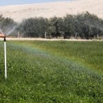 Harnessing Agrivoltaics: A Sustainable Solution to AI's Energy Demands
