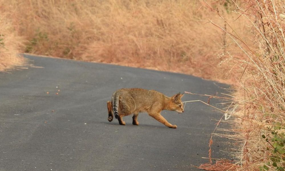 India's Jungle Cats Flourish in Diverse Habitats, New Study Reveals