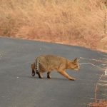 India's Jungle Cats Flourish in Diverse Habitats, New Study Reveals