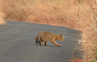 India's Jungle Cats Flourish in Diverse Habitats, New Study Reveals