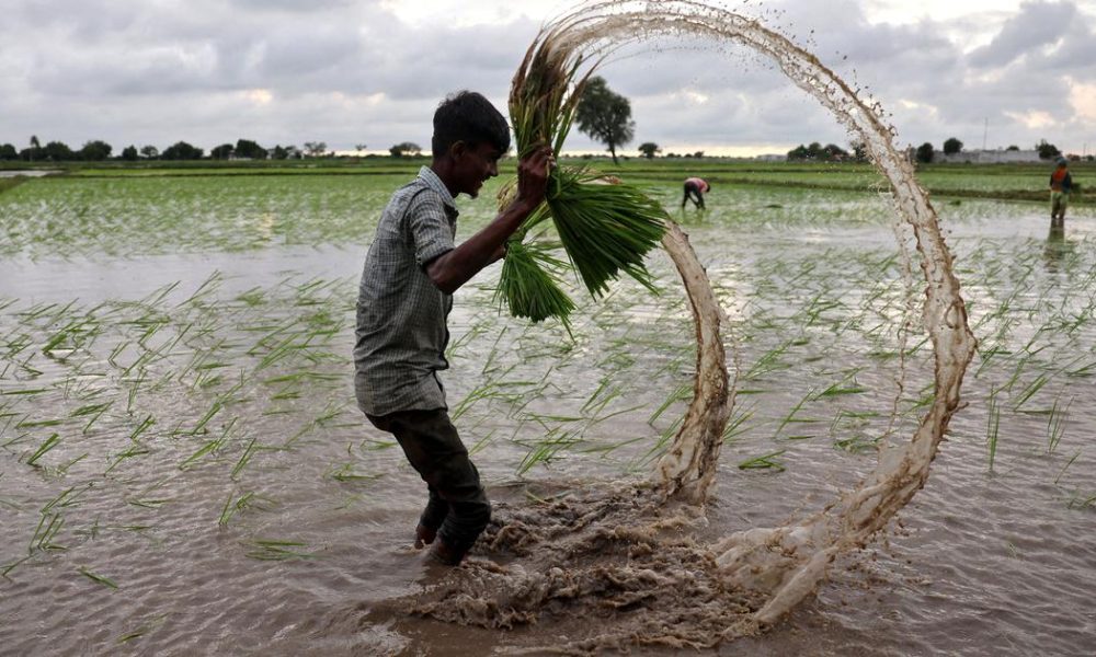 Kharif Sowing Plummets by 22.7% Due to Delayed Monsoon in India