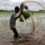 Kharif Sowing Plummets by 22.7% Due to Delayed Monsoon in India