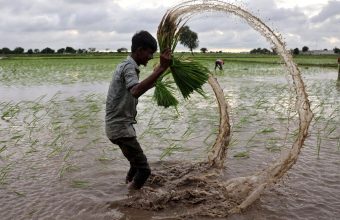 Kharif Sowing Plummets by 22.7% Due to Delayed Monsoon in India