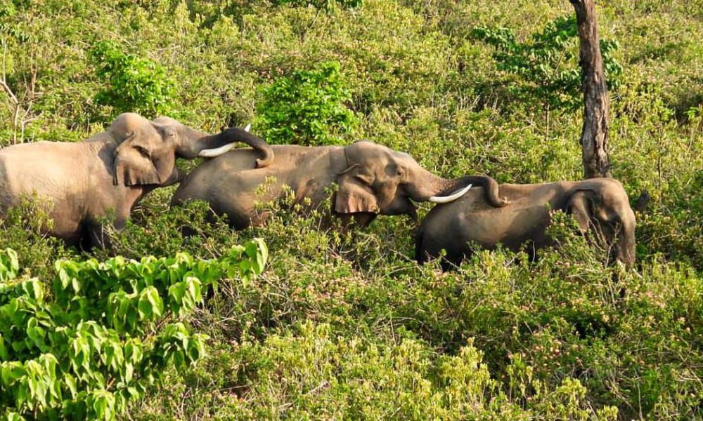 New Study Reveals Social Dynamics of Male Elephants in Uttarakhand