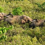 New Study Reveals Social Dynamics of Male Elephants in Uttarakhand