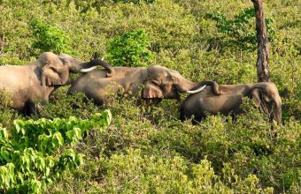 New Study Reveals Social Dynamics of Male Elephants in Uttarakhand
