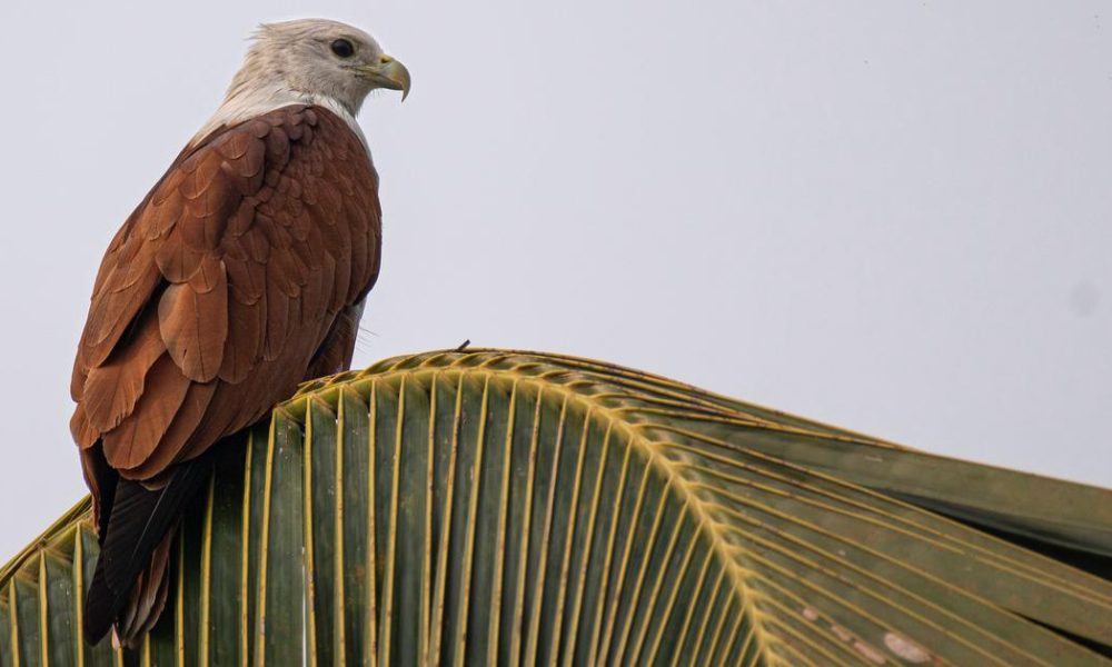 Nighttime Light Pollution: Kerala's Kites Adapt to New Hunting Habits