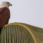 Nighttime Light Pollution: Kerala's Kites Adapt to New Hunting Habits