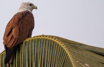 Nighttime Light Pollution: Kerala's Kites Adapt to New Hunting Habits