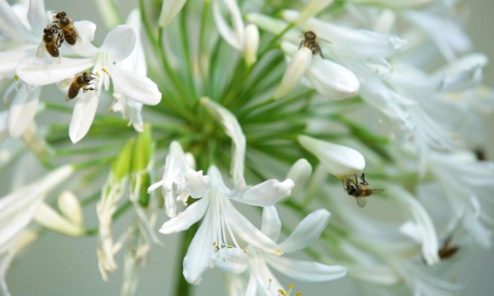 Puducherry Scientists Utilize Pollen Research to Safeguard Food Security