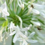 Puducherry Scientists Utilize Pollen Research to Safeguard Food Security