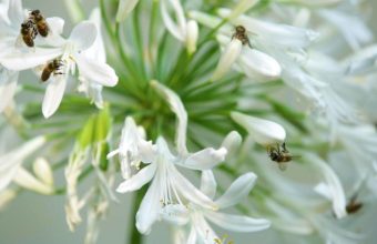 Puducherry Scientists Utilize Pollen Research to Safeguard Food Security