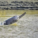 Reimagining Storytelling: Embracing Non-Human Narratives in the Anthropocene