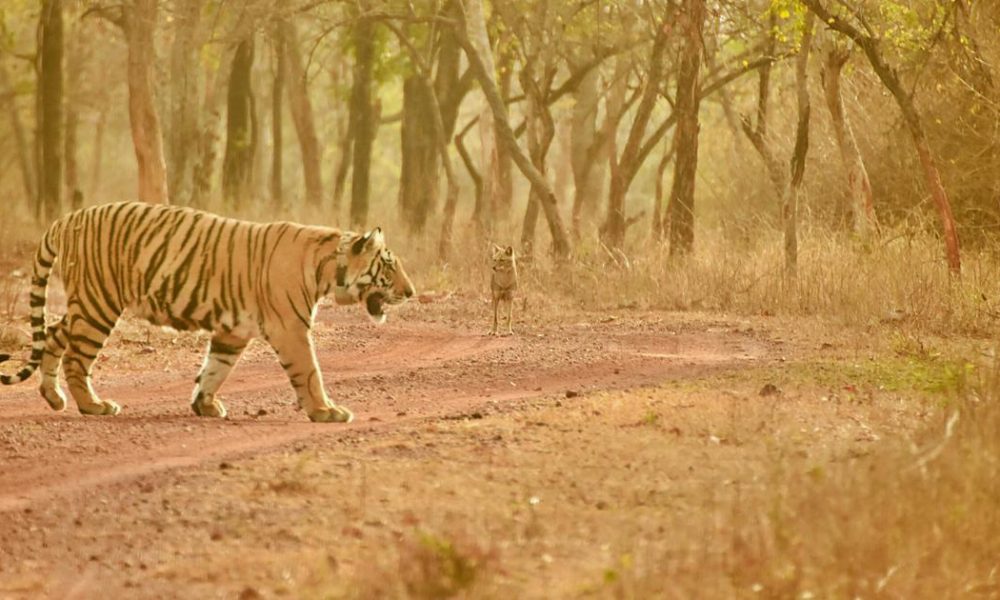 Restoring Tiger Populations: The Vital Role of Prey and Habitat Quality