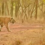 Restoring Tiger Populations: The Vital Role of Prey and Habitat Quality