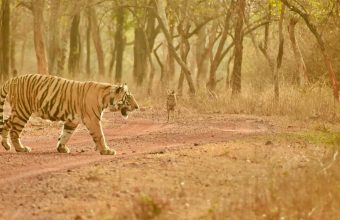 Restoring Tiger Populations: The Vital Role of Prey and Habitat Quality