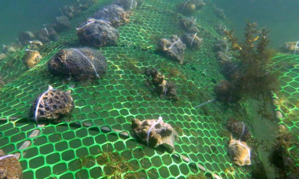 Reviving India’s Coral Reefs: A Beacon of Hope Amidst Environmental Challenges