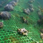 Reviving India’s Coral Reefs: A Beacon of Hope Amidst Environmental Challenges