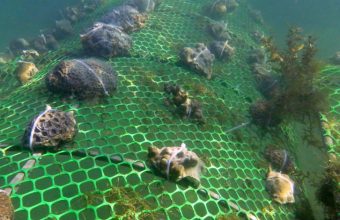 Reviving India’s Coral Reefs: A Beacon of Hope Amidst Environmental Challenges