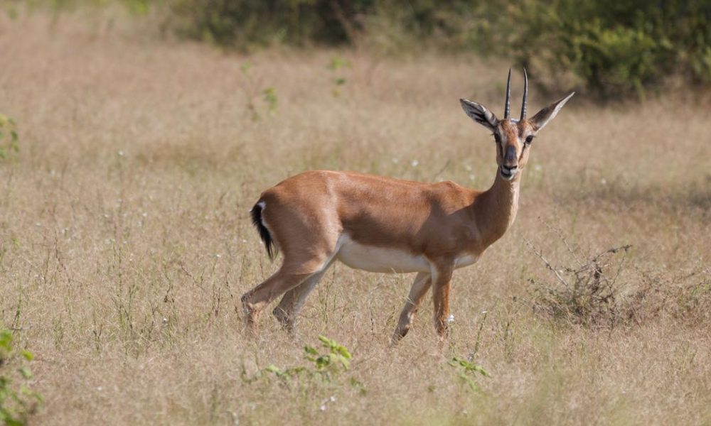 Study Warns of Severe Habitat Loss for Chinkara Due to Climate Change