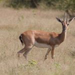 Study Warns of Severe Habitat Loss for Chinkara Due to Climate Change
