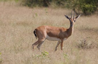 Study Warns of Severe Habitat Loss for Chinkara Due to Climate Change
