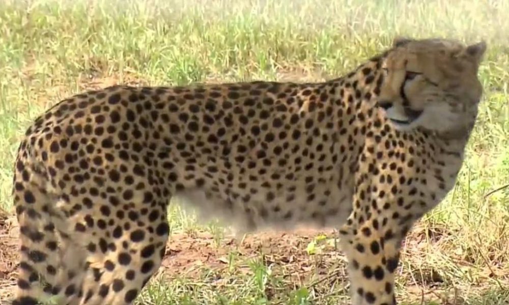 Tragic Loss: Injured Indian-Born Cheetah Passes Away at Kuno National Park