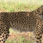 Tragic Loss: Injured Indian-Born Cheetah Passes Away at Kuno National Park