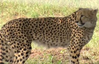 Tragic Loss: Injured Indian-Born Cheetah Passes Away at Kuno National Park