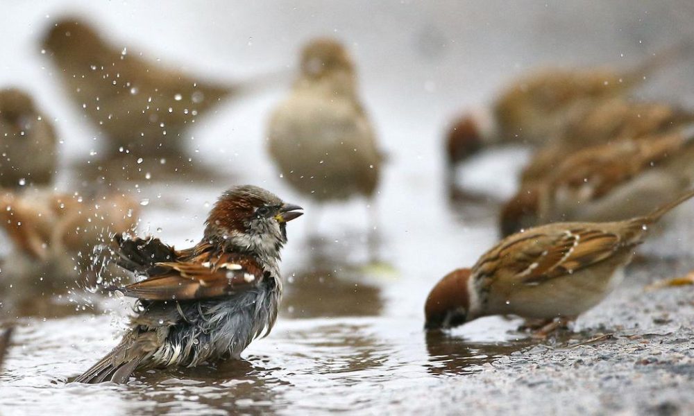 A Poignant Reflection on the Disappearance of Sparrows in Urban India