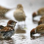 A Poignant Reflection on the Disappearance of Sparrows in Urban India