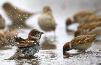 A Poignant Reflection on the Disappearance of Sparrows in Urban India