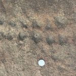 Ancient Rock Markings in Delhi Offer Insights into Pre-Ashokan History