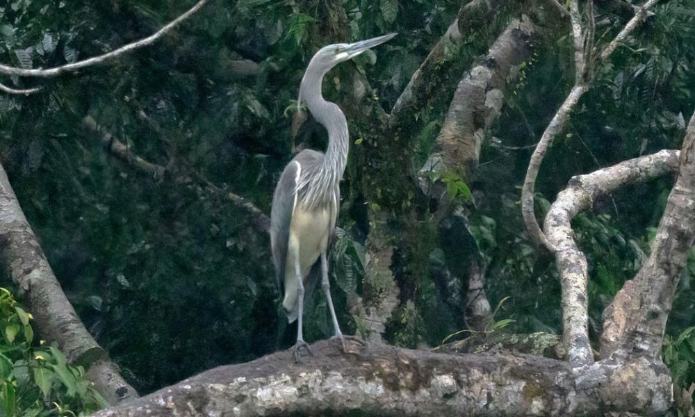 Arunachal Pradesh Hydropower Project Threatens Endangered White-Bellied Heron Habitat