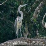 Arunachal Pradesh Hydropower Project Threatens Endangered White-Bellied Heron Habitat