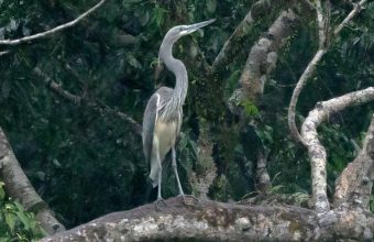 Arunachal Pradesh Hydropower Project Threatens Endangered White-Bellied Heron Habitat