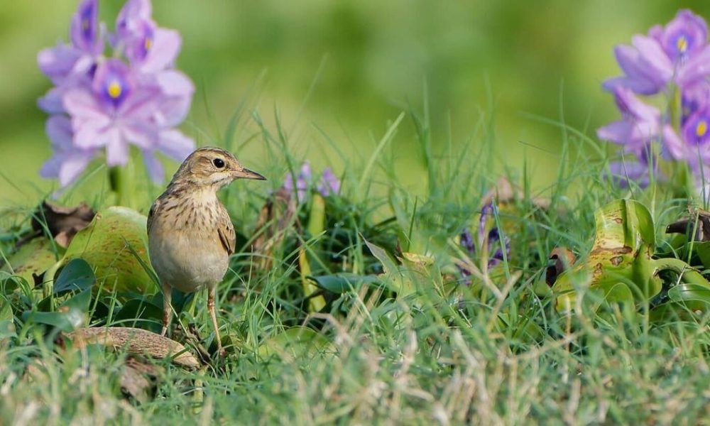 Impact of Tree Planting on India's Grasslands: A Study on Bird Populations