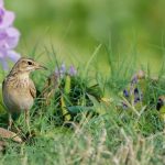 Impact of Tree Planting on India's Grasslands: A Study on Bird Populations