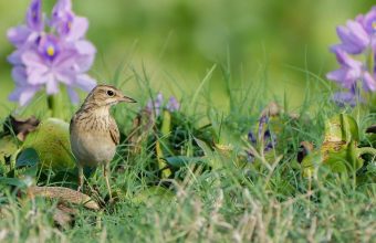 Impact of Tree Planting on India's Grasslands: A Study on Bird Populations