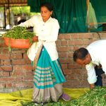 Indians Leading the Charge in Ecosystem Restoration: A Deep Dive into Grassroots Conservation Efforts