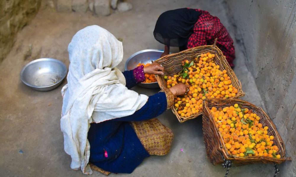 Ladakh's Apricot Harvest Faces Uncertain Future Amid Climate Change