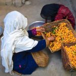 Ladakh's Apricot Harvest Faces Uncertain Future Amid Climate Change