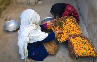 Ladakh's Apricot Harvest Faces Uncertain Future Amid Climate Change