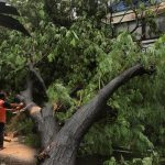 Mumbai's Rising Tree Collapse Incidents Raise Safety Concerns Amid Heavy Rains