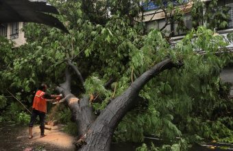 Mumbai's Rising Tree Collapse Incidents Raise Safety Concerns Amid Heavy Rains