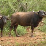 Naturalist TR Shankar Raman Reflects on the Transformative Power of Kalakad’s Rainforest