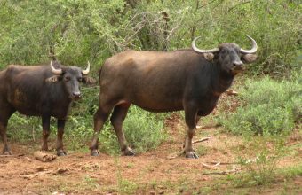 Naturalist TR Shankar Raman Reflects on the Transformative Power of Kalakad’s Rainforest