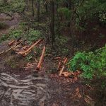 Protests Erupt Over Tree Felling for Dehradun Highway Expansion Project
